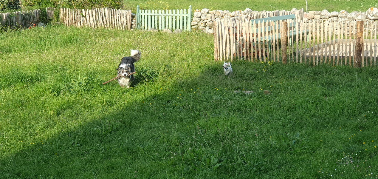Chiens jouant dans le jardin clôturé de la maison de vacances Ti Bili à Plouhinec en Bretagne