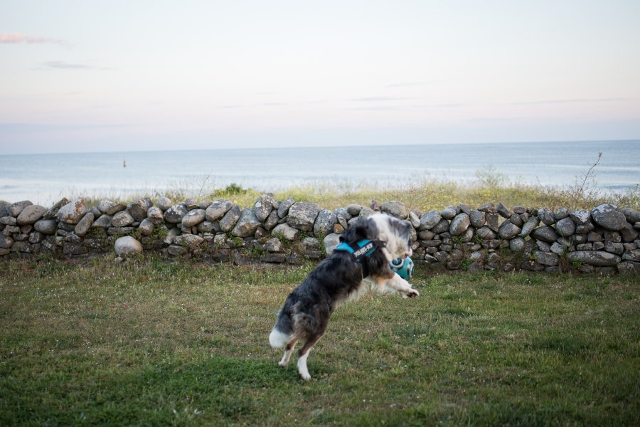 Chien jouant dans le jardin clos au bord de la mer de la maison de vacances Ti Bili à Plouhinec dans le sud de la Bretagne