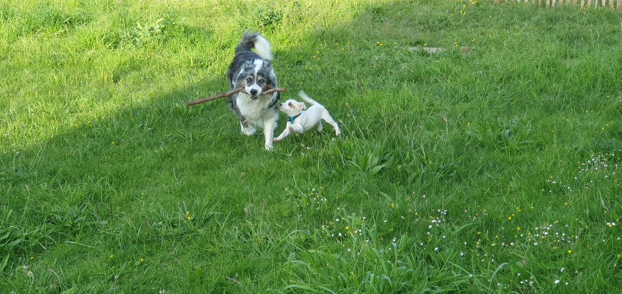 Chiens courant dans le jardin clos de la maison de vacances Ti Bili à Plouhinec dans le Finistère sud